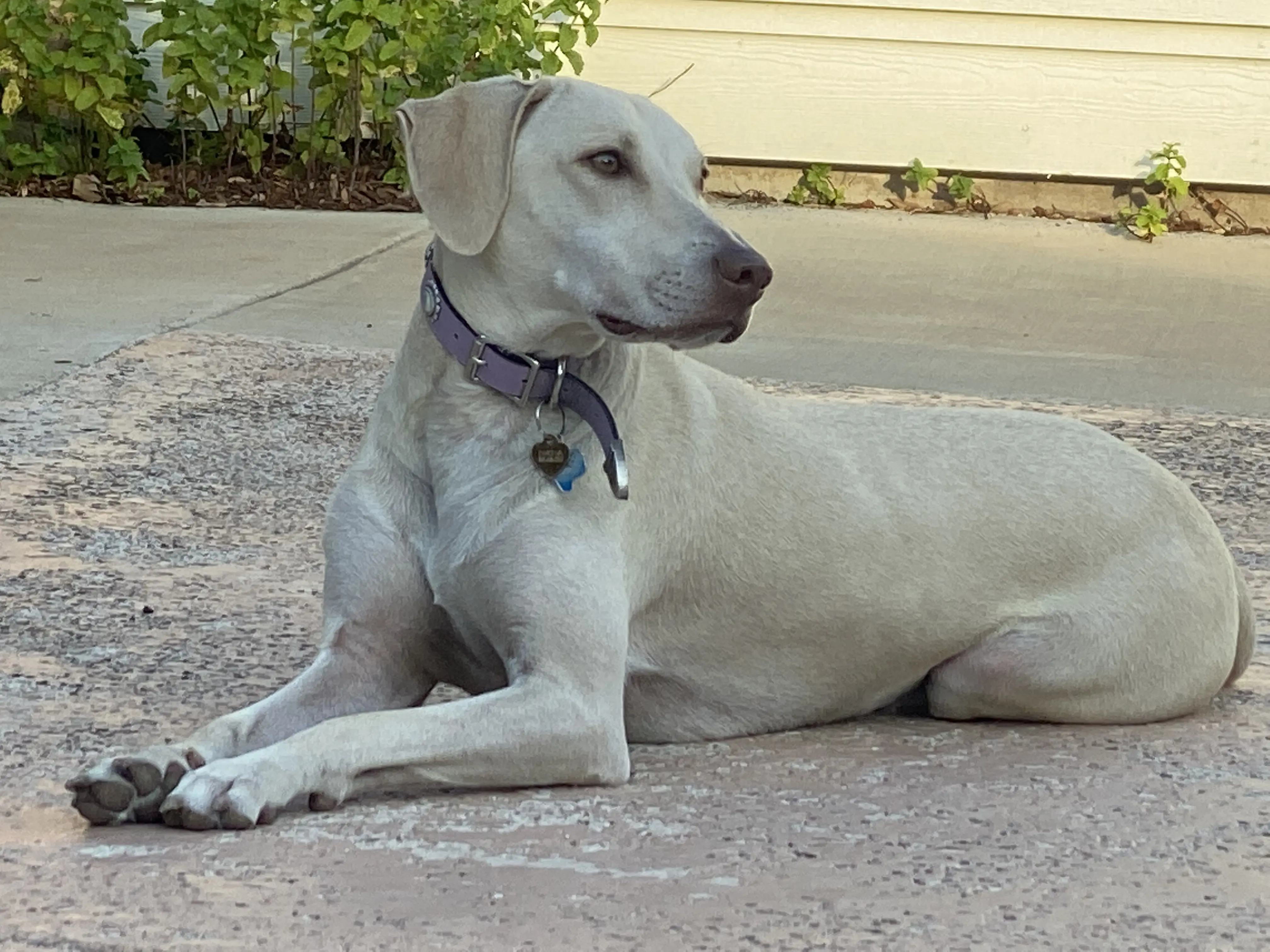 Four Leg Family Cover Photo